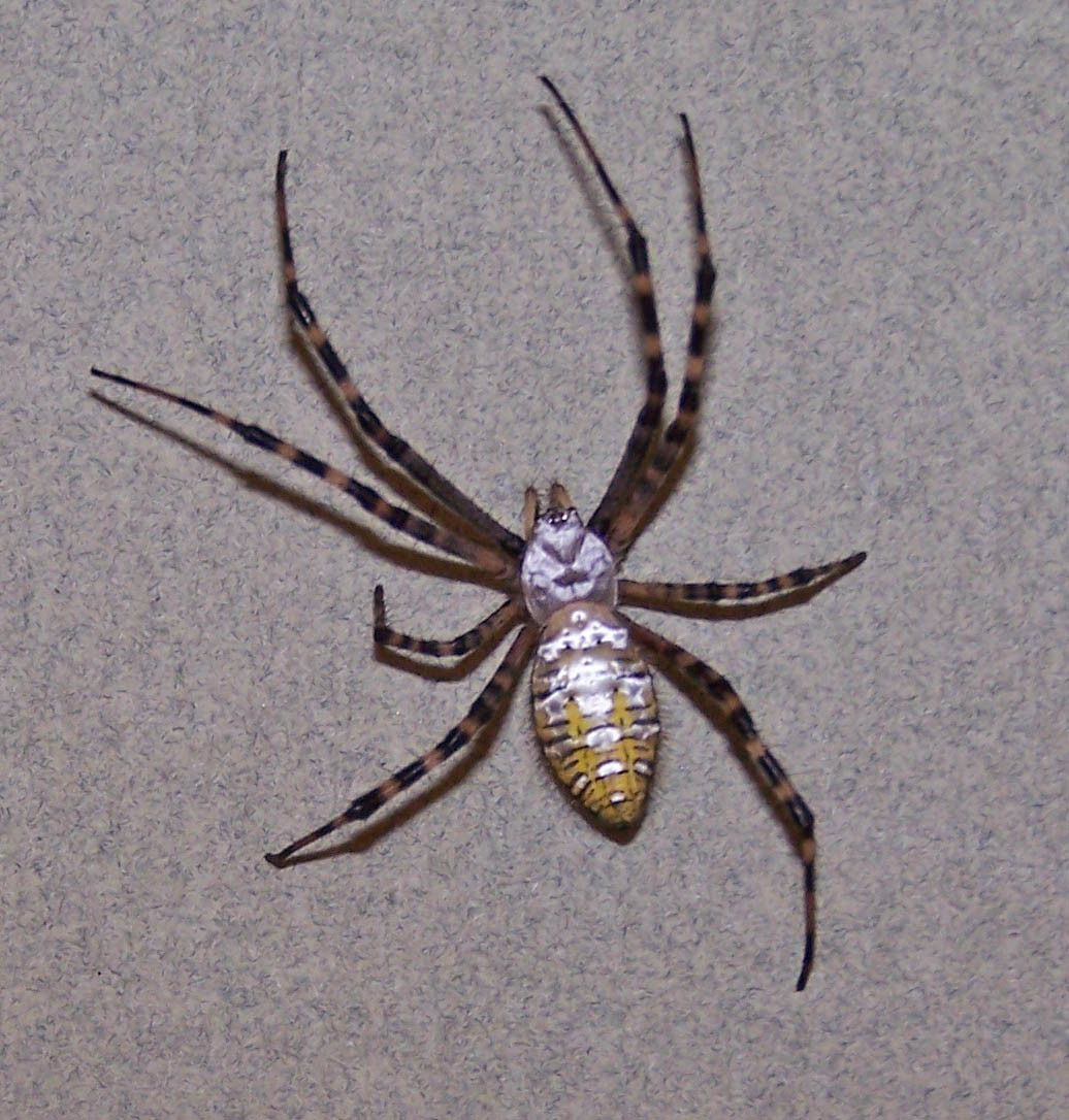 Avoiding The Laundry Banded Garden Spider avoiding-the-laundry-banded-garden-spider