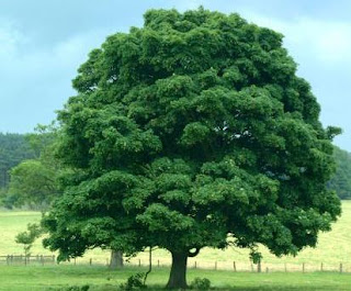 Dica de Inglês: A Importância de Saber Collocations Dica de Inglês: A Importância de Saber Collocations