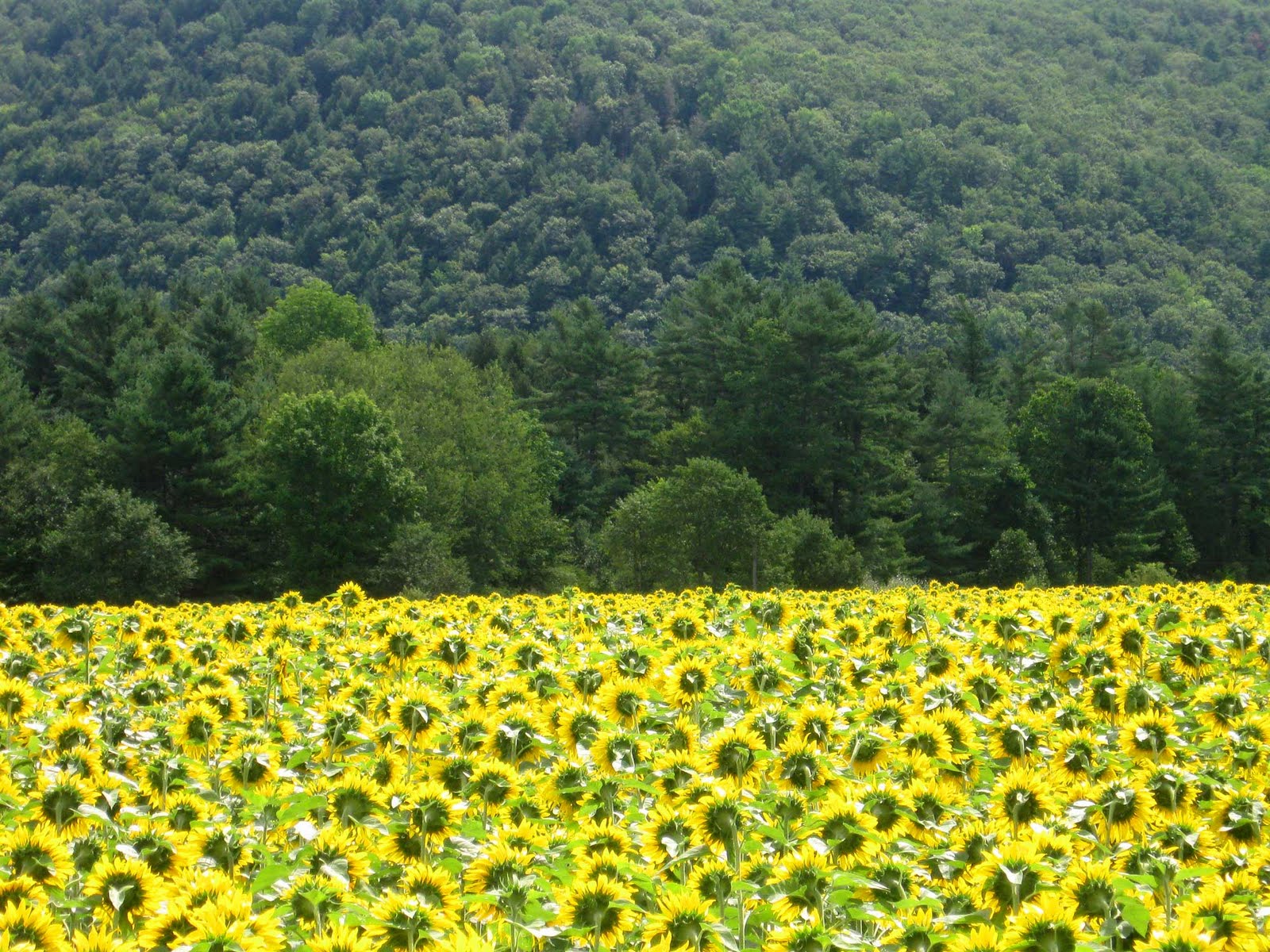sunflowers facing the sun