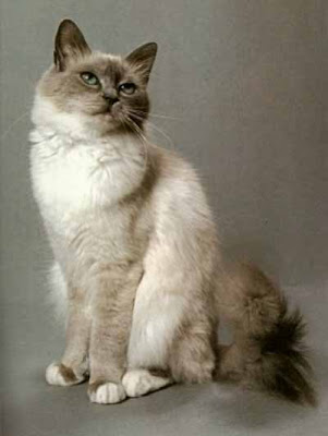 kucing birman