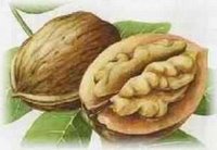 [ahmet-maranki-tiroid-ceviz.jpg]