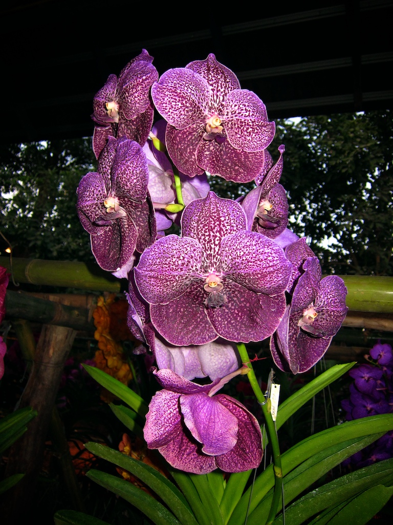 Flowers++012.jpg
