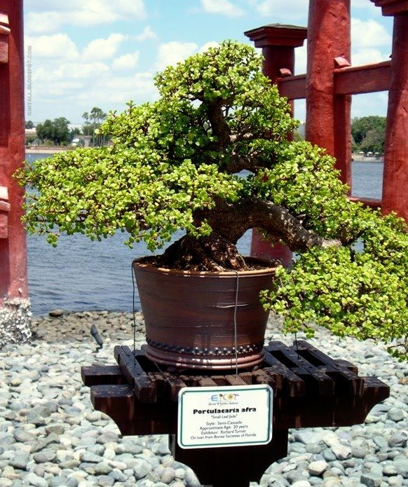 Kintall PORTULACARIA AFRA ( JADE BONSAI ) GALLERY
