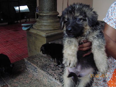 Get German Shepherd Puppy Cost In India Stock