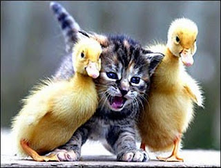 photo of a cute kitten between two baby ducks