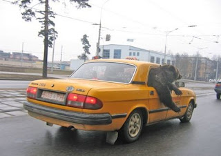 photo of a bear riding in a taxi