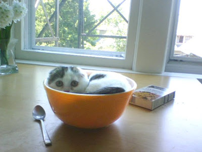 photo of a cat in a bowl