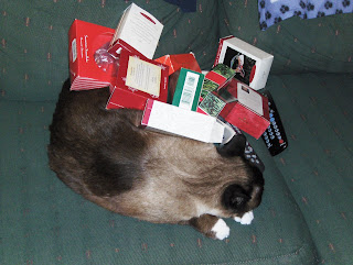 Koko sleeping covered with presents