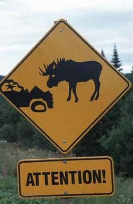 picture of a moose head-butting a car sign