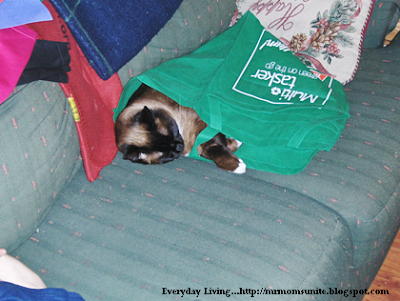 photo of koko sleeping in a bag