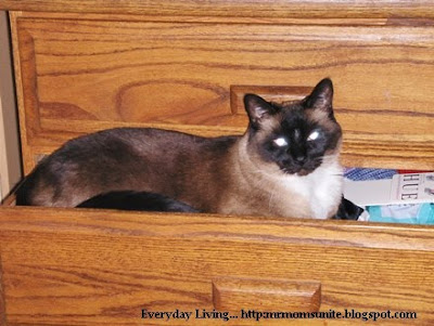 photo of Koko in dresser drawer