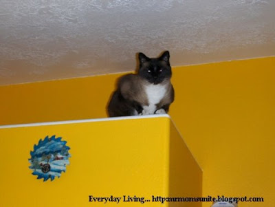 photo of Koko on a ledge in the kitchen