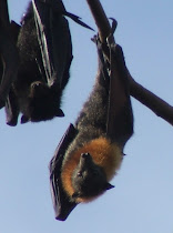 Young Grey Headed Flying-fox