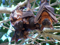 Little Red Flying-foxes