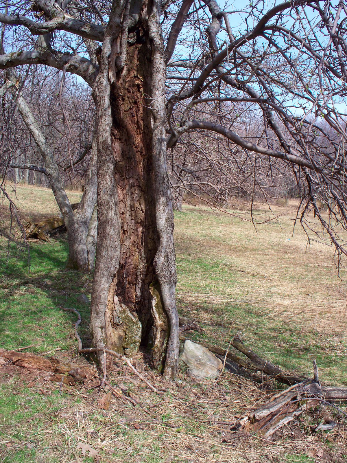 Laurel Hill Settlement Brown's Farm Browns Farm in Early April