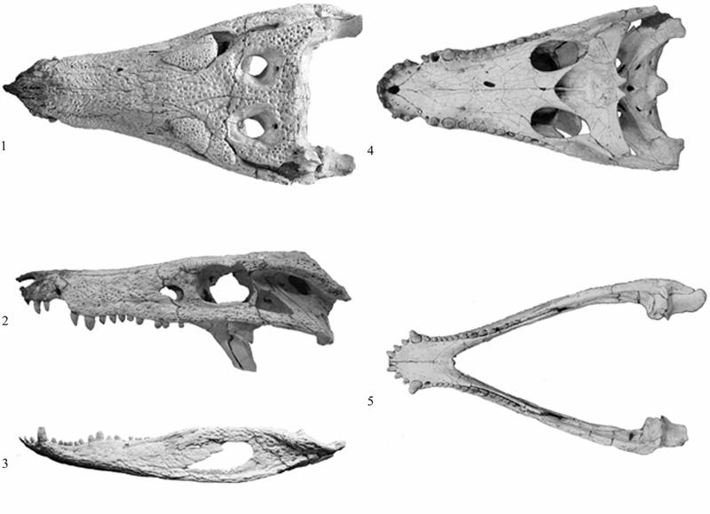 Sphagesaurus Ciência é...: Monstros primitivos inalterados por milhões de anos?