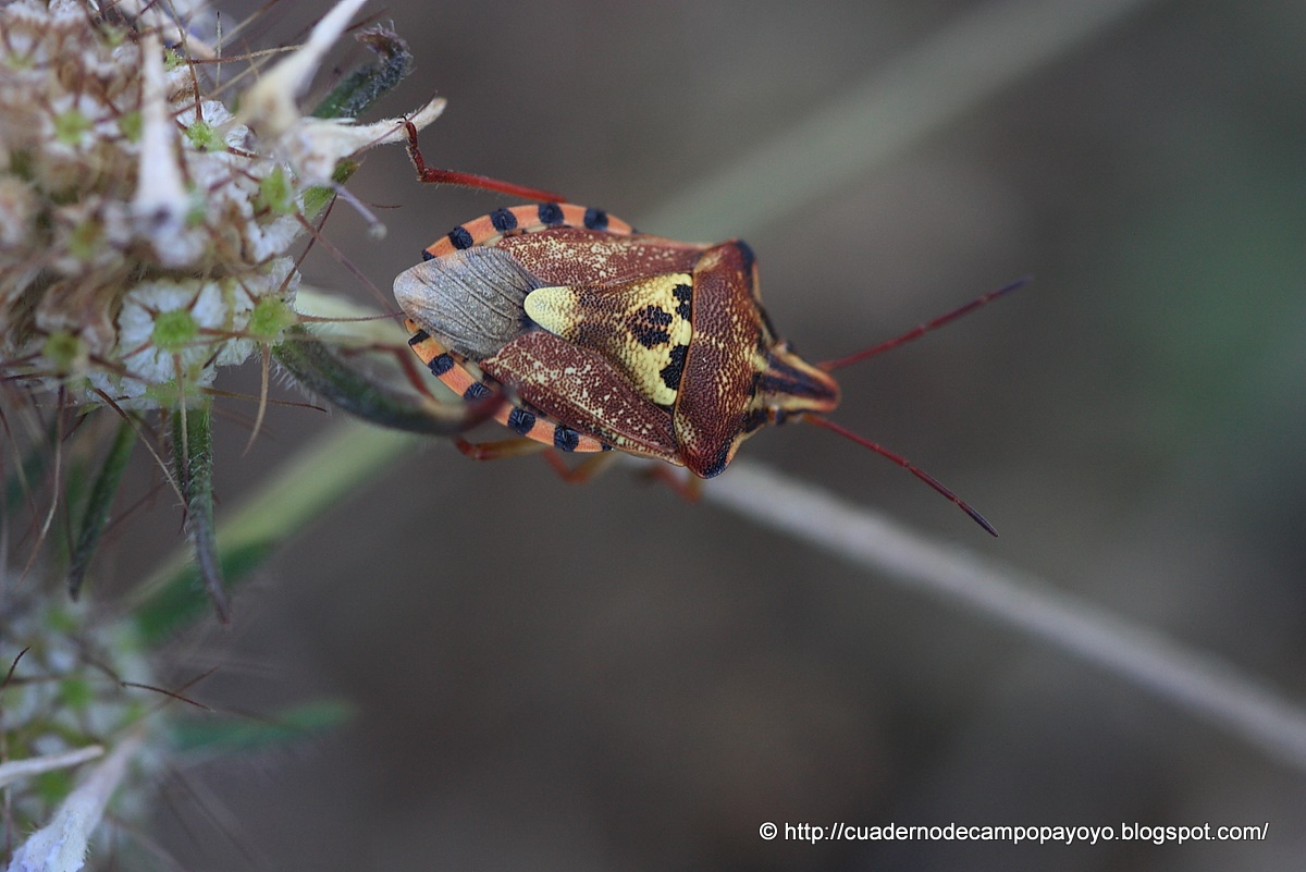 Cuaderno de Campo Payoyo: Insectos en Las Covezuelas