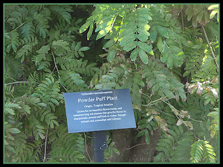 Garden Gnome Wanderings: January 2011