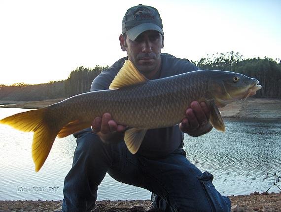 Barbo 3,2 kg Sra Ribeira 13 Novembro 2008