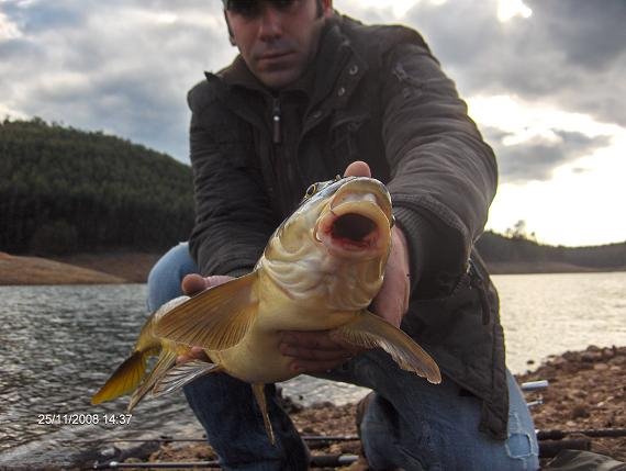 Barbo 4,1 kg Coval 25 Novembro 2008