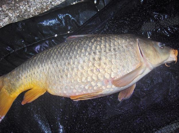 Carpa 6 kg 9 de Março 2009