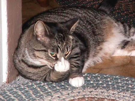Angry_Cat_PG.jpg