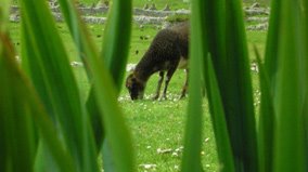 [shrinkingsoaysheep.jpg]