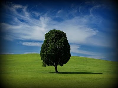 [one+tree.jpg]