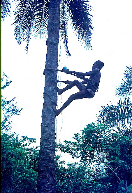 Pa Sam heading up tree for palm wine - near Vaama