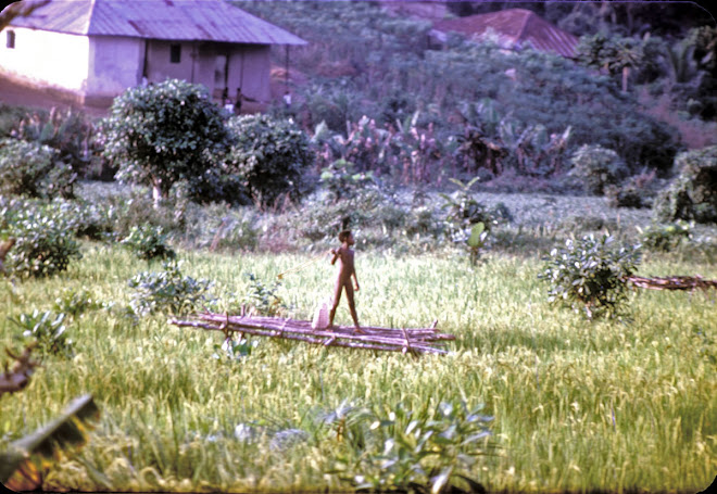 boy driving birds from the rice - Kenema