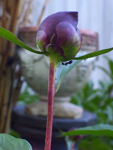 An Ant on an Unopened Peony