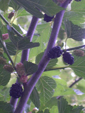 Mulberries