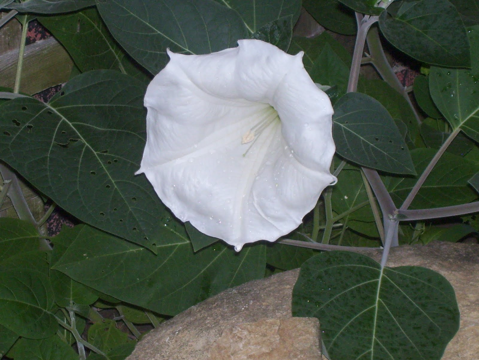 The Moon Flowers Have Landed and Are Blooming !!!!