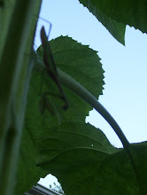 Praying Mantis on a Sunflower