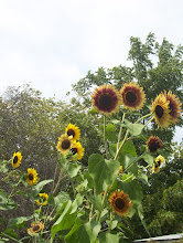 Ornamental Cut Flower Sunflower Convention