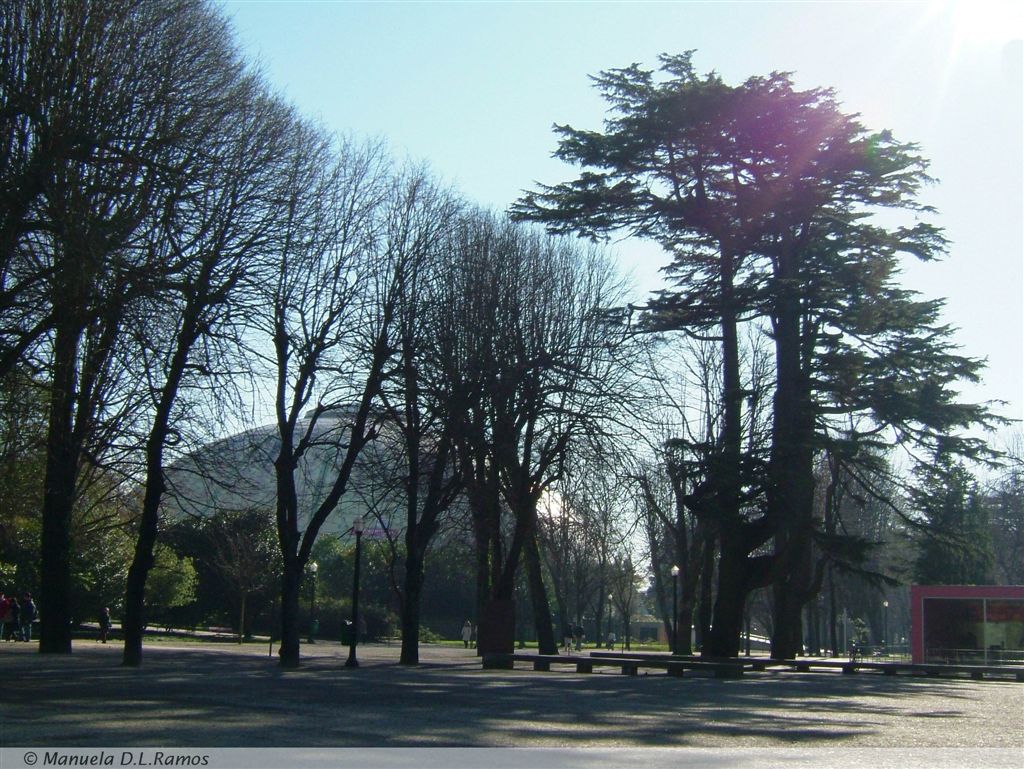 [Cedrus+Palacio+0401-2.jpg]