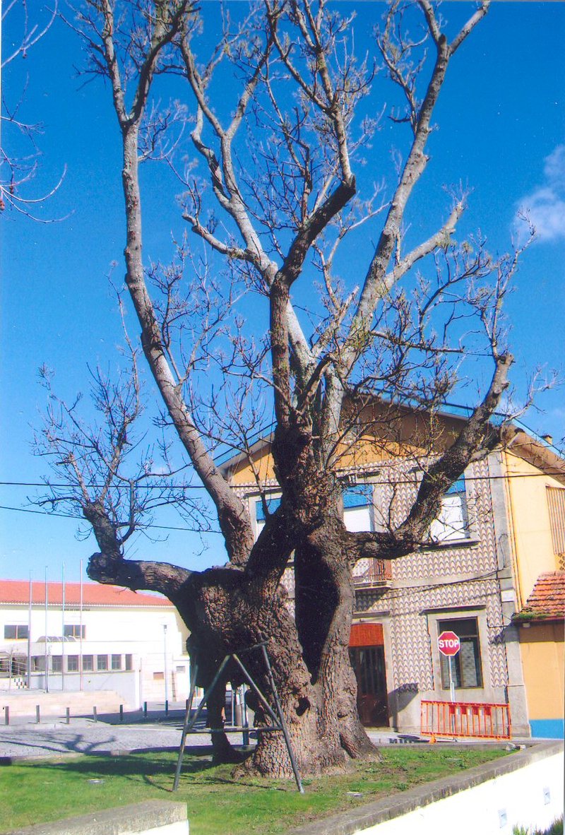 [freixo-Vermoim-0702.jpg]