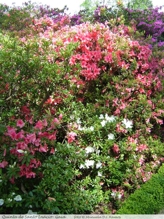 [Rododendros-S.Inacio-0604+(24).jpg]