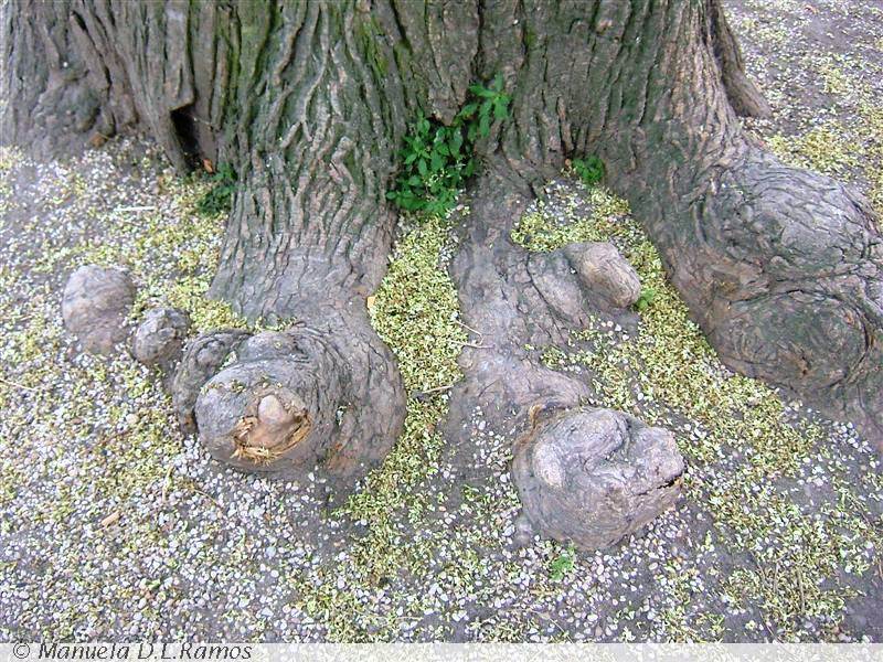 [Sophora-japonica-3.jpg]