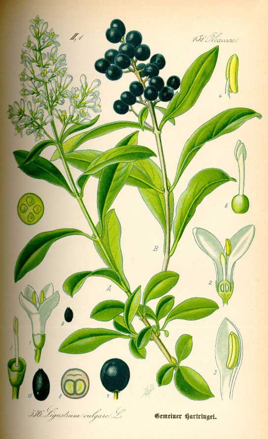 [Ligustrum-Thomé.jpg]