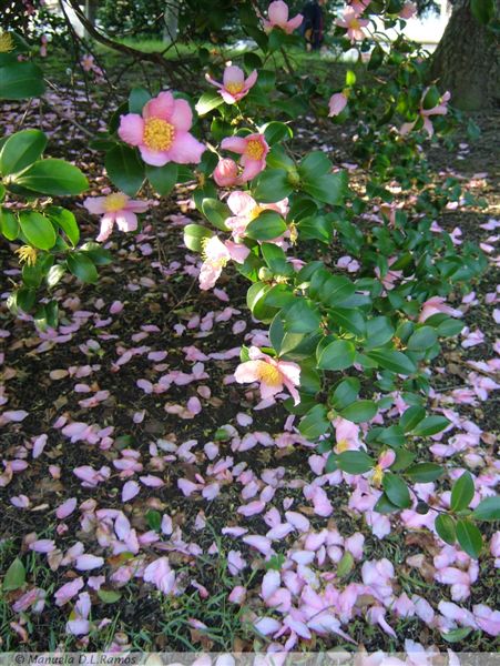 [Guimaraes+-0611-1.jpg]