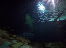 Desde el tunel del acuario