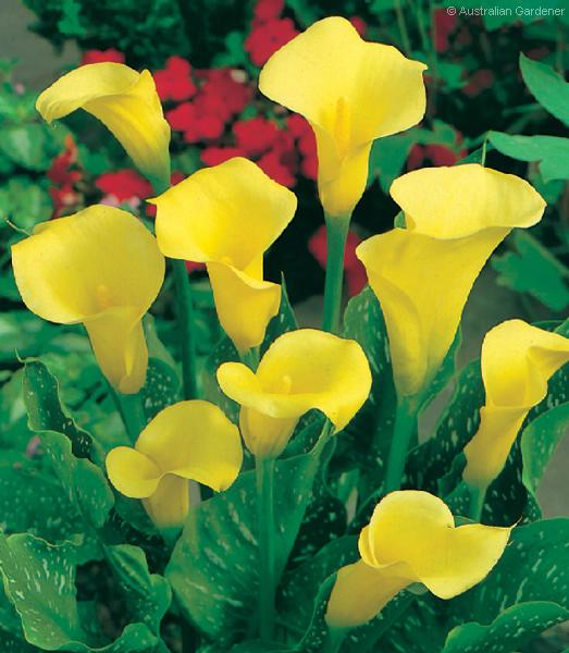 Plantas Ornamentais e Flores: Copo de leite amarelo.