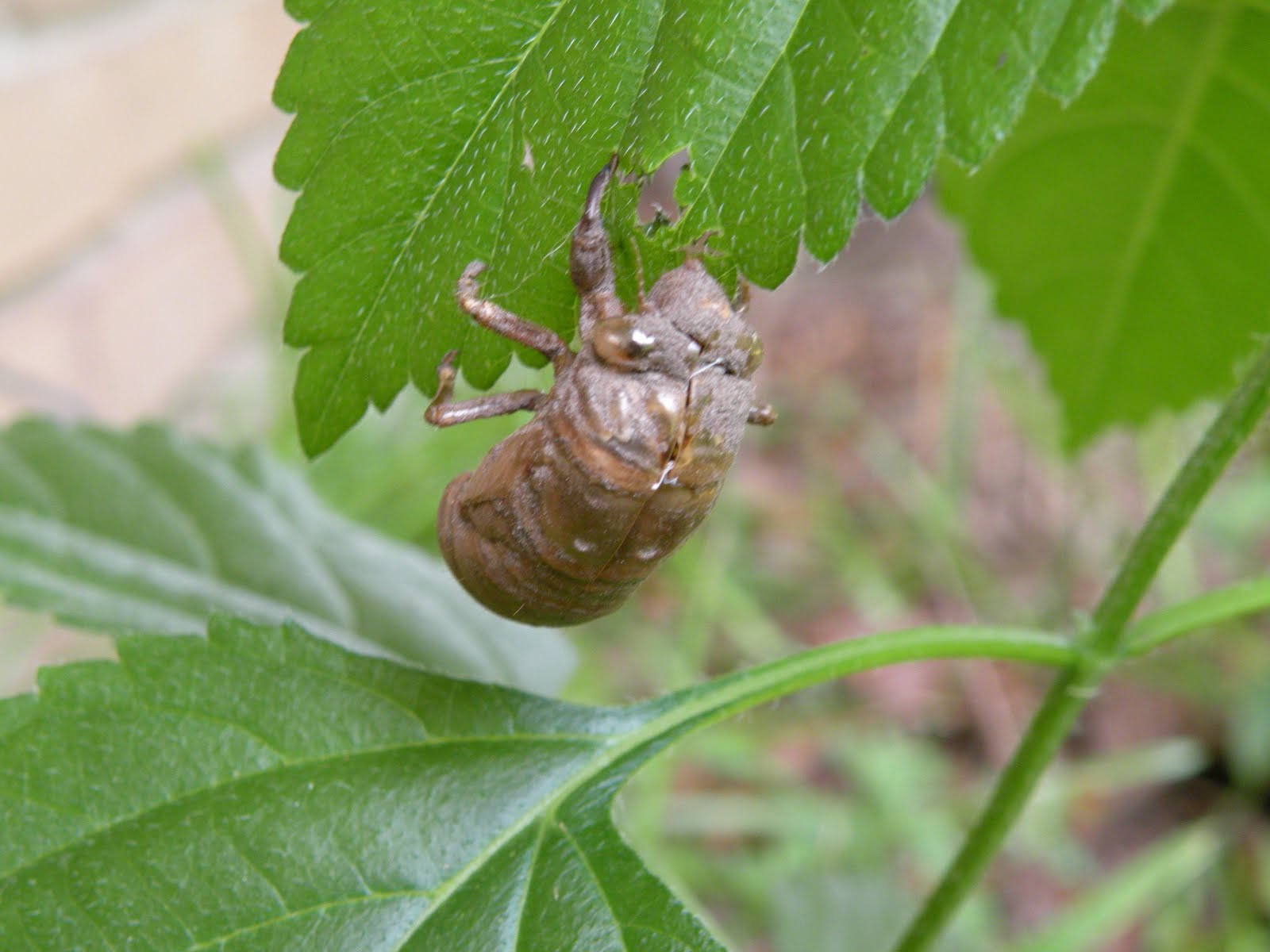 Mary�s Louisiana Garden Cicadas