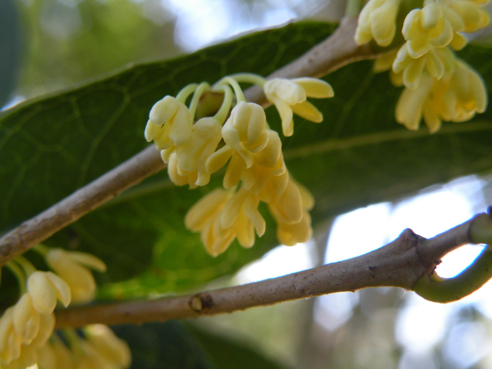 Mary's Louisiana Garden Sweet Olive