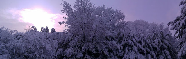 Snow covered trees at dawn