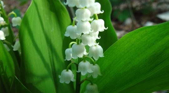 ZDRAV ŠMARNICA (Convallaria majalis L.)