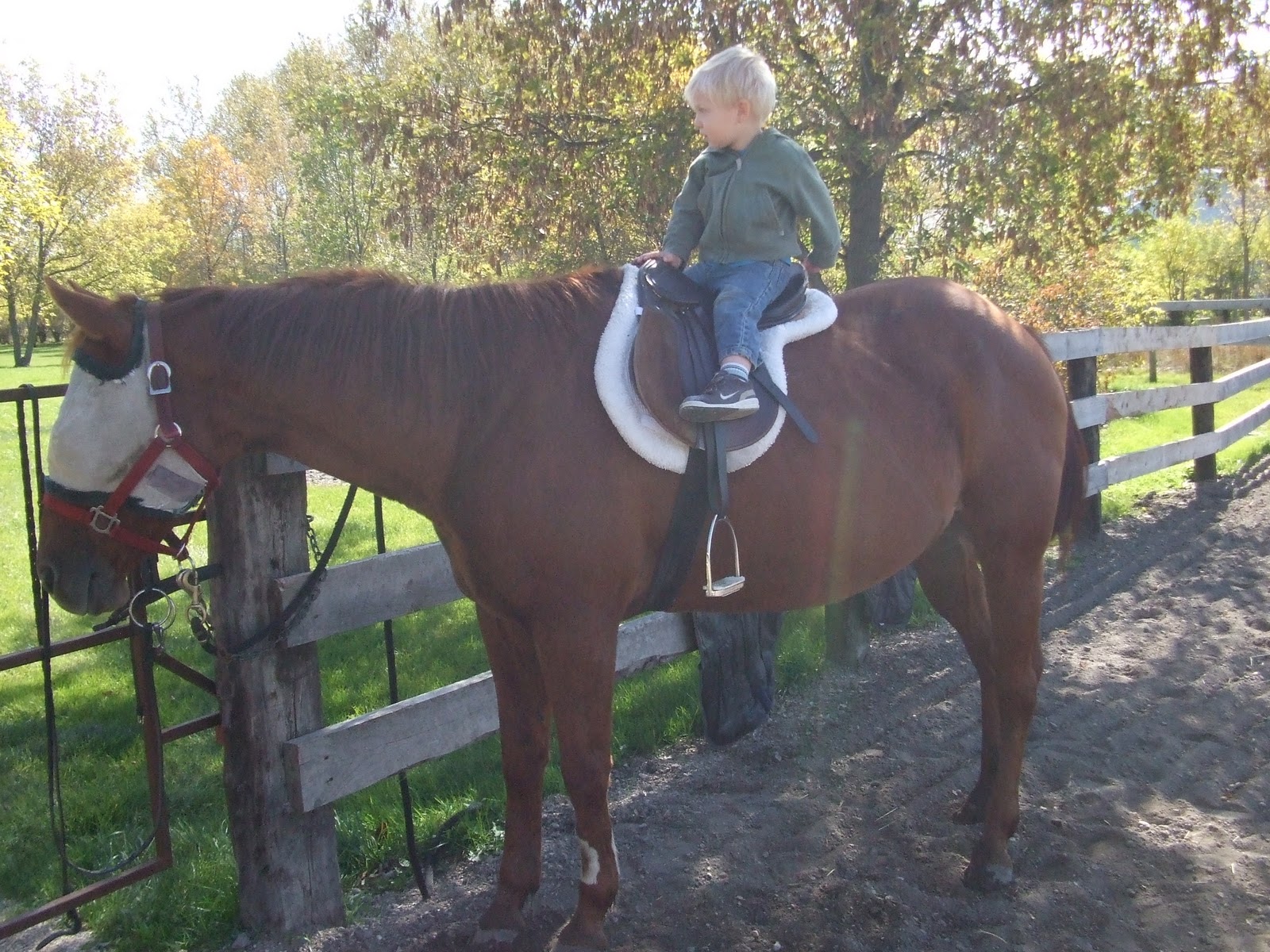 Quarter Horse Dressage September 2010