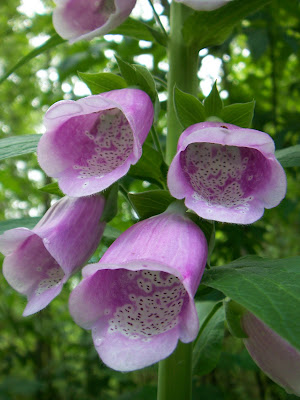 Eclectic Photography Project: Day 214 - wildflowers