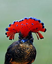royal flycatcher amazonian birds onychorhynchus coronatus bird south northern